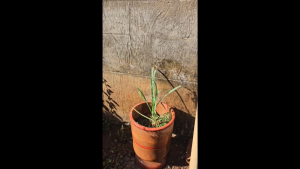 Horta dos Conviventes