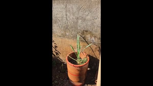 Horta dos Conviventes